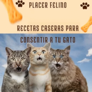 Placer Felino: Recetas caseras para consentir a tu Gato 2025